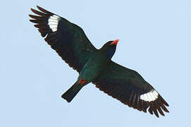 Oriental Dollarbird