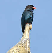 Oriental Dollarbird