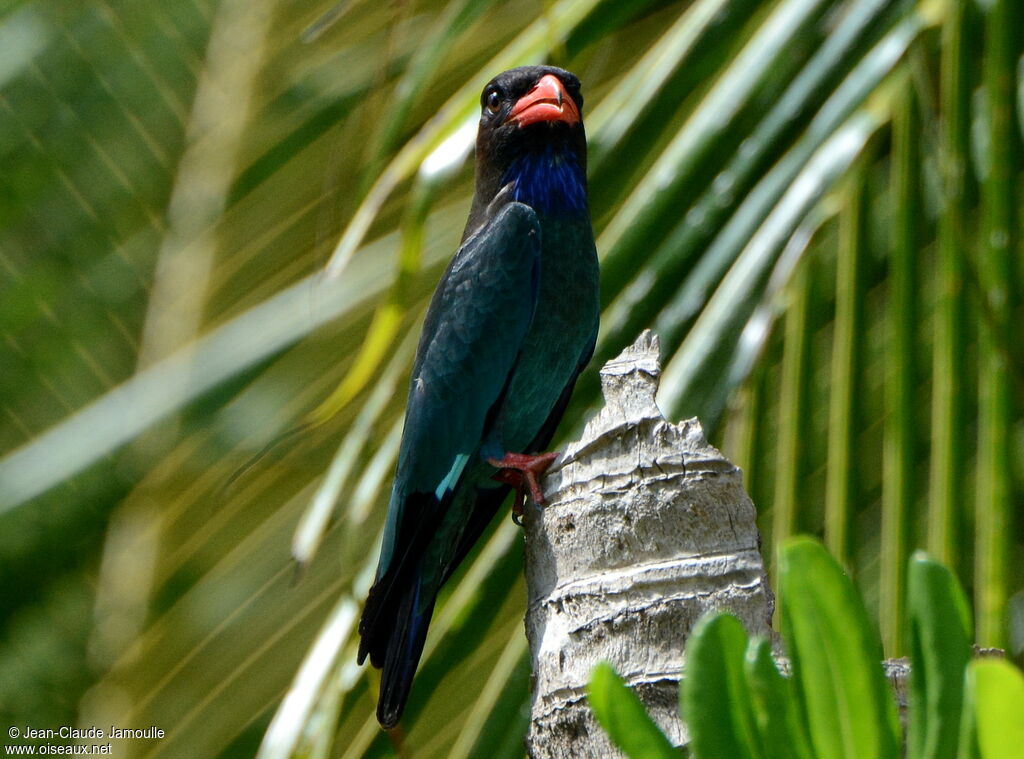 Oriental Dollarbird, identification, Behaviour