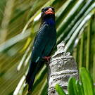Rolle oriental