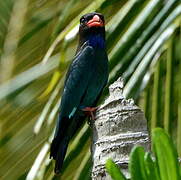 Oriental Dollarbird