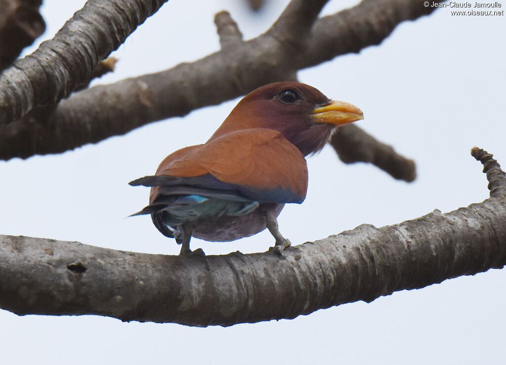 Broad-billed Roller