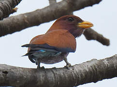 Broad-billed Roller