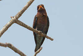 Broad-billed Roller