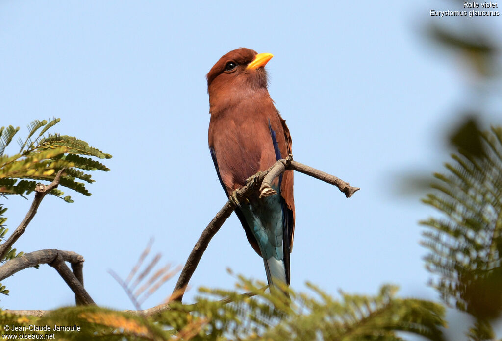 Broad-billed Roller, identification