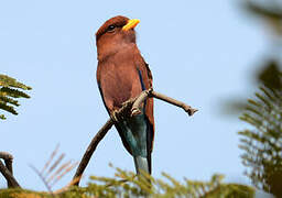 Broad-billed Roller