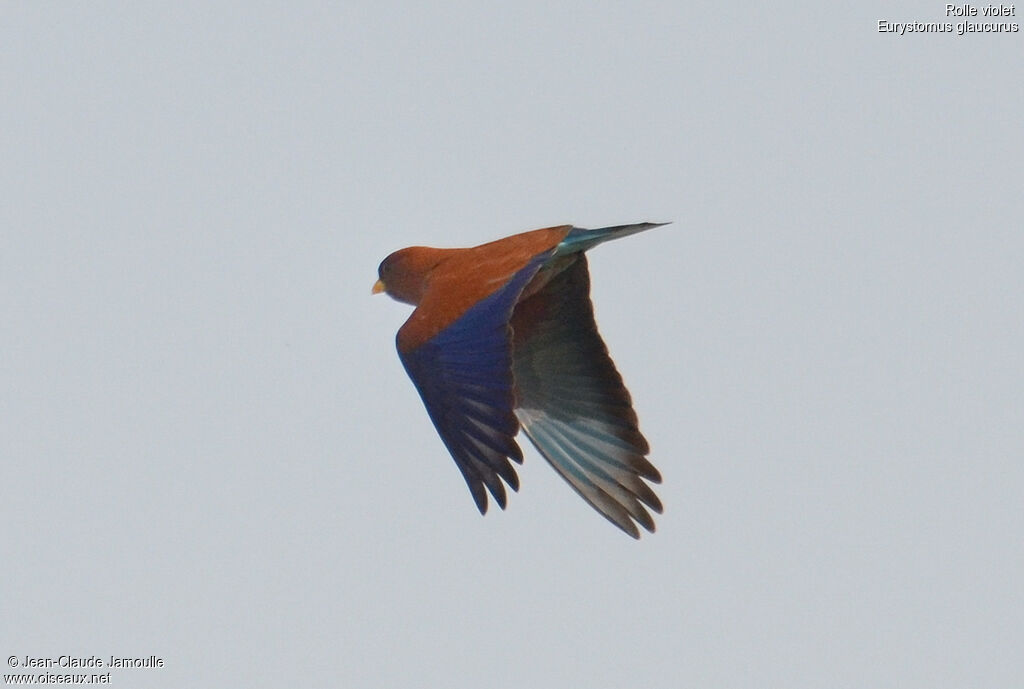 Broad-billed Roller