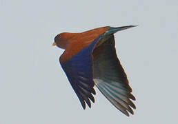 Broad-billed Roller