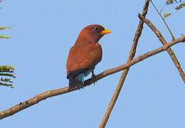 Broad-billed Roller