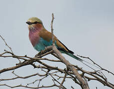 Lilac-breasted Roller