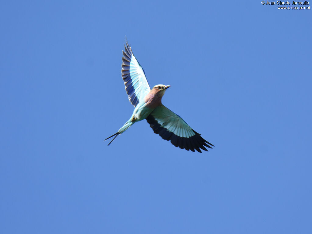 Lilac-breasted Roller