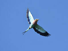 Lilac-breasted Roller