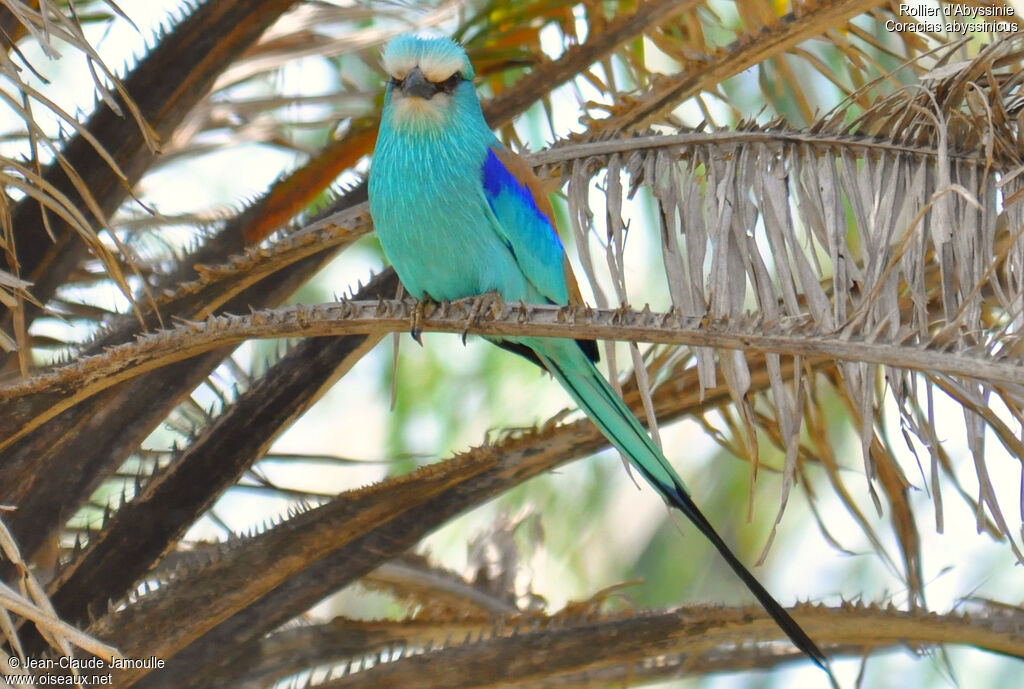 Abyssinian Roller, identification