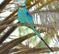 Abyssinian Roller