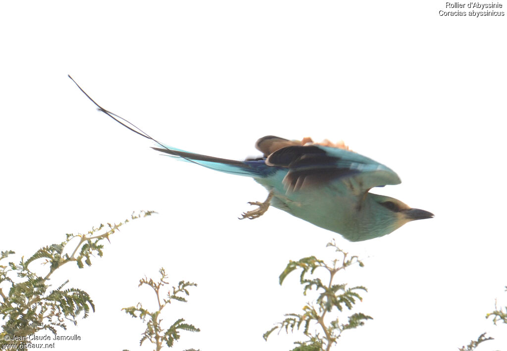 Abyssinian Roller, Flight