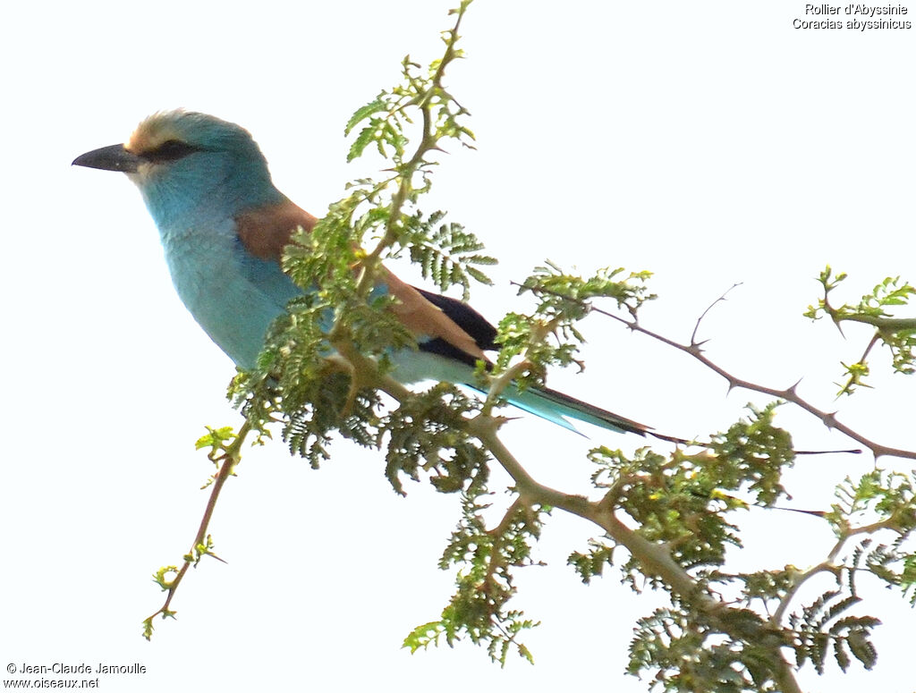 Abyssinian Roller