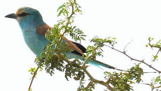 Abyssinian Roller