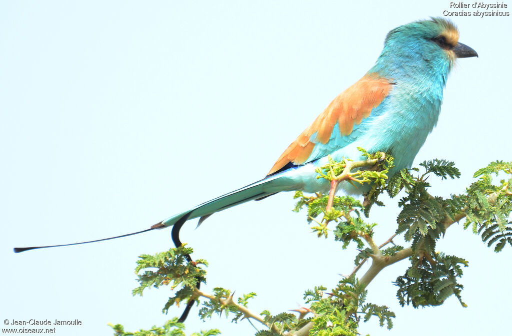 Abyssinian Roller, identification