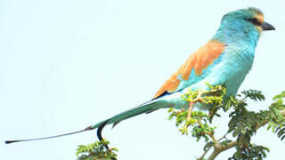 Abyssinian Roller