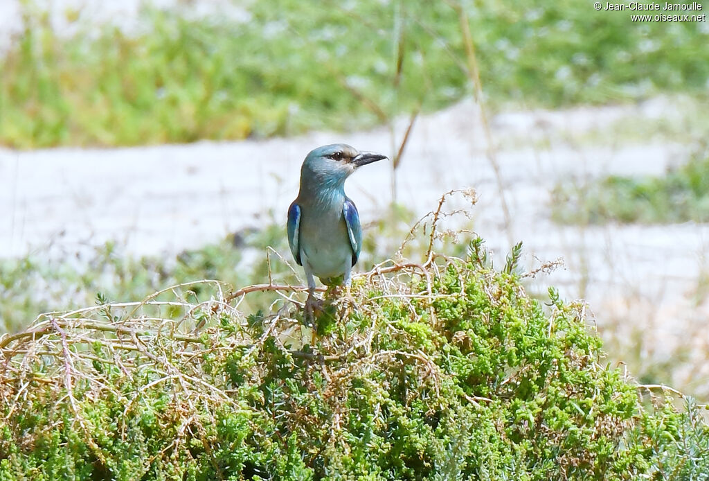 European Roller