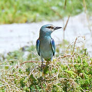 European Roller