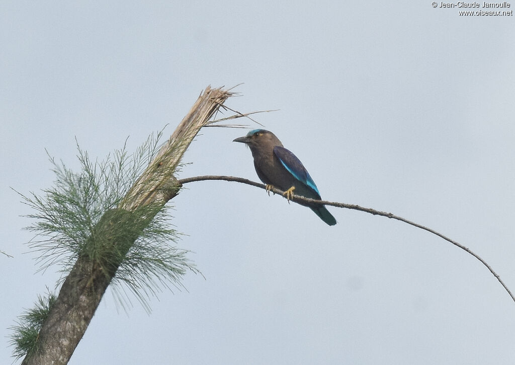 Indochinese Roller