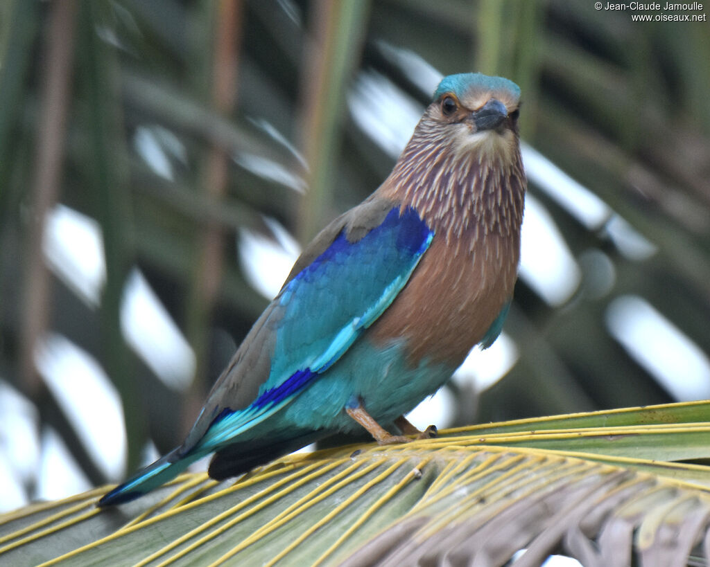 Indian Roller