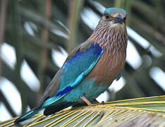 Indian Roller