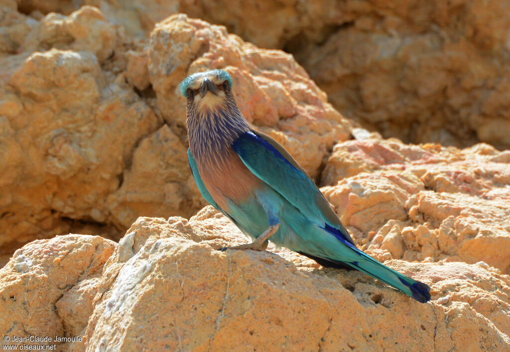 Indian Roller, identification, Behaviour