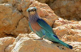 Indian Roller