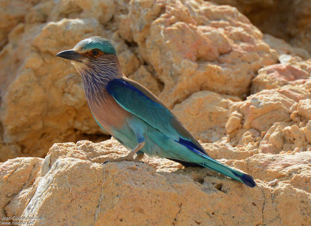 Indian Rolleradult, identification