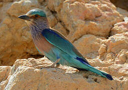 Indian Roller