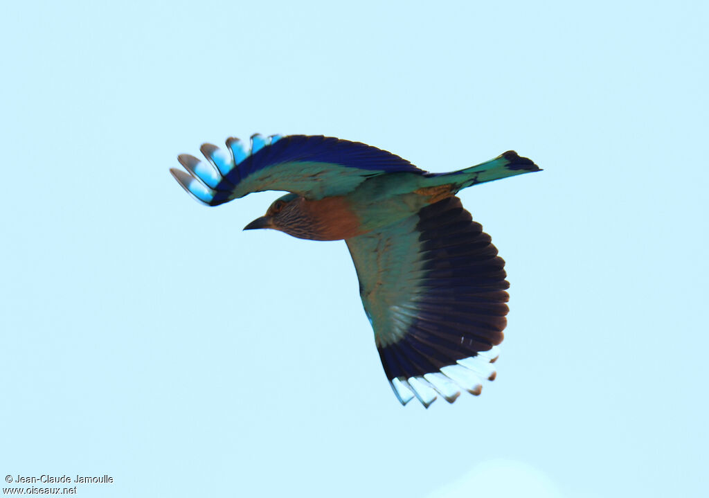 Indian Roller, Flight