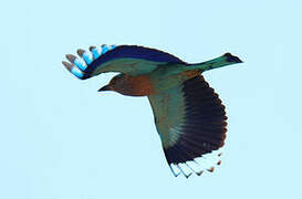 Indian Roller