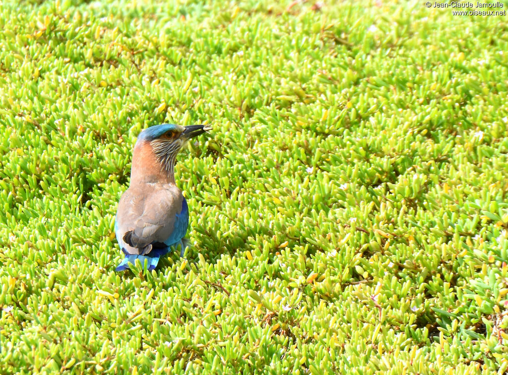 Indian Roller