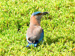 Indian Roller