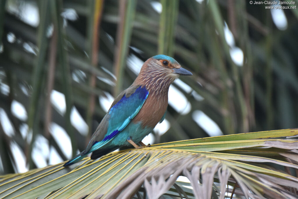 Indian Roller