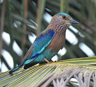 Indian Roller