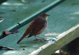 Common Nightingale