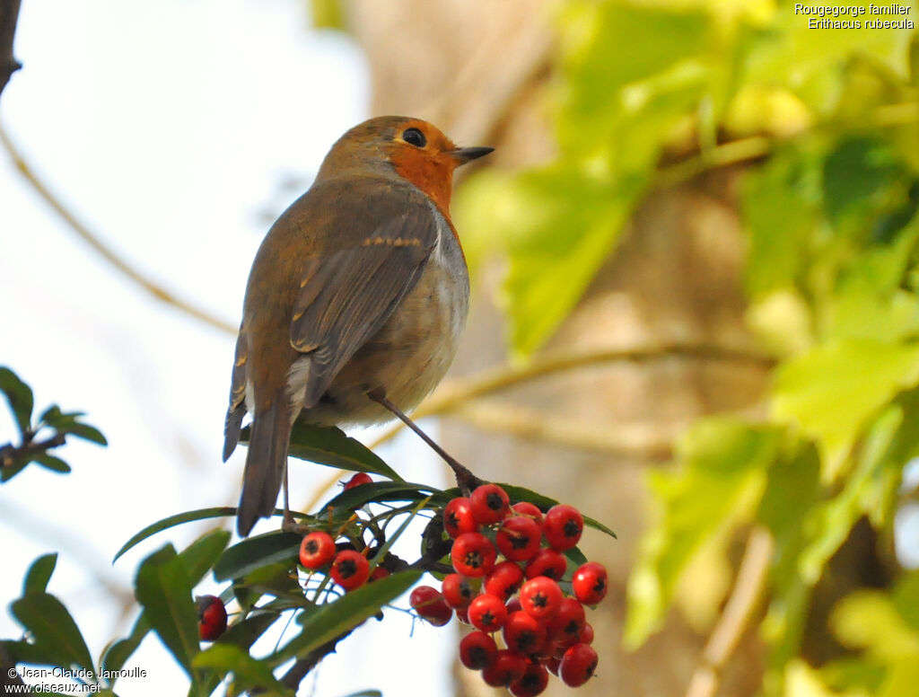 European Robin, feeding habits