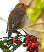 European Robin