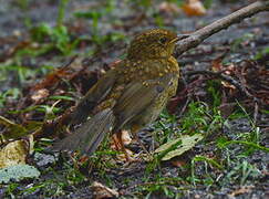 European Robin