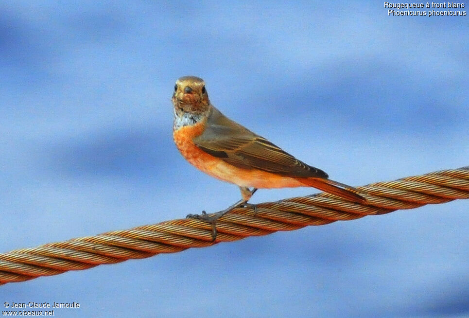 Common Redstart male First year