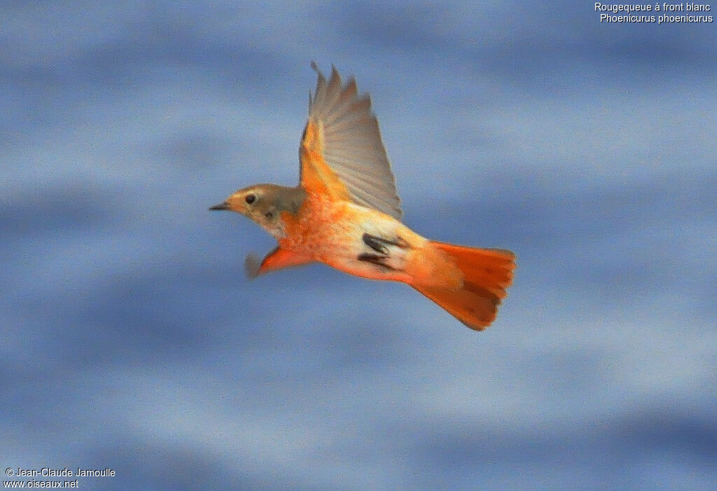 Common Redstart male