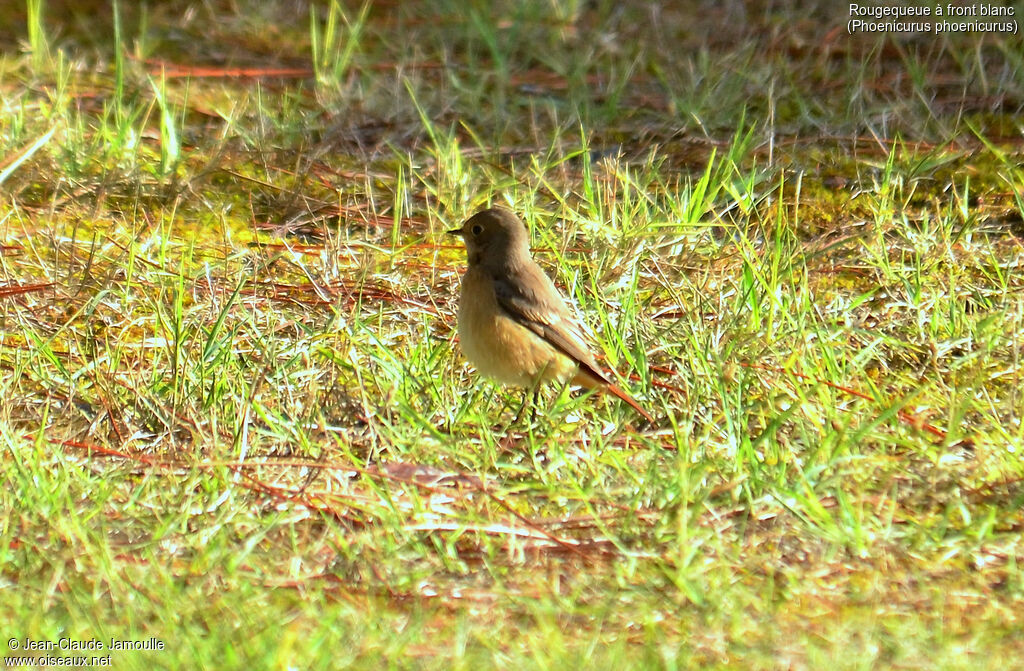 Common Redstart