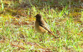 Common Redstart