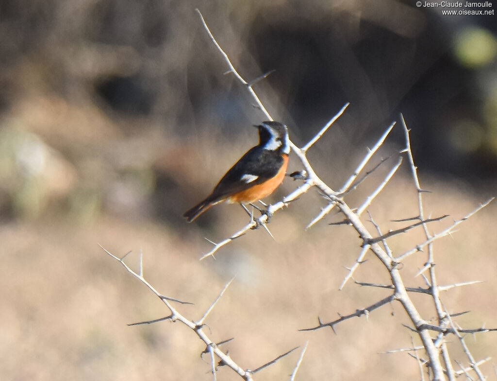 Moussier's Redstart male