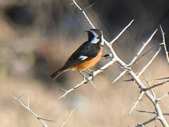 Moussier's Redstart