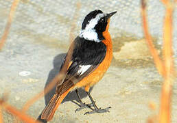 Moussier's Redstart