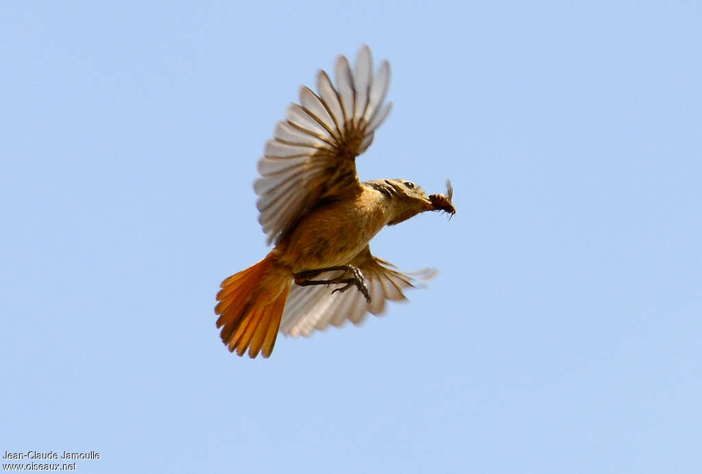 Moussier's Redstart female adult, Flight, feeding habits, fishing/hunting